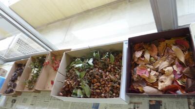 どんぐり・松ぼっくり