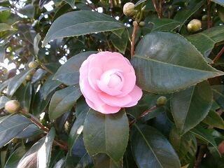 さざんか　ピンク