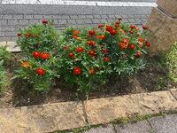 こっちにもお花が